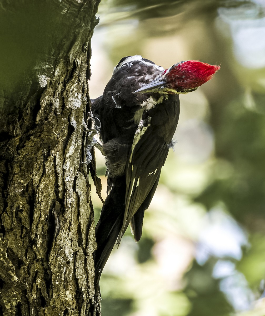 Pileated Woodpecker - ML480941401