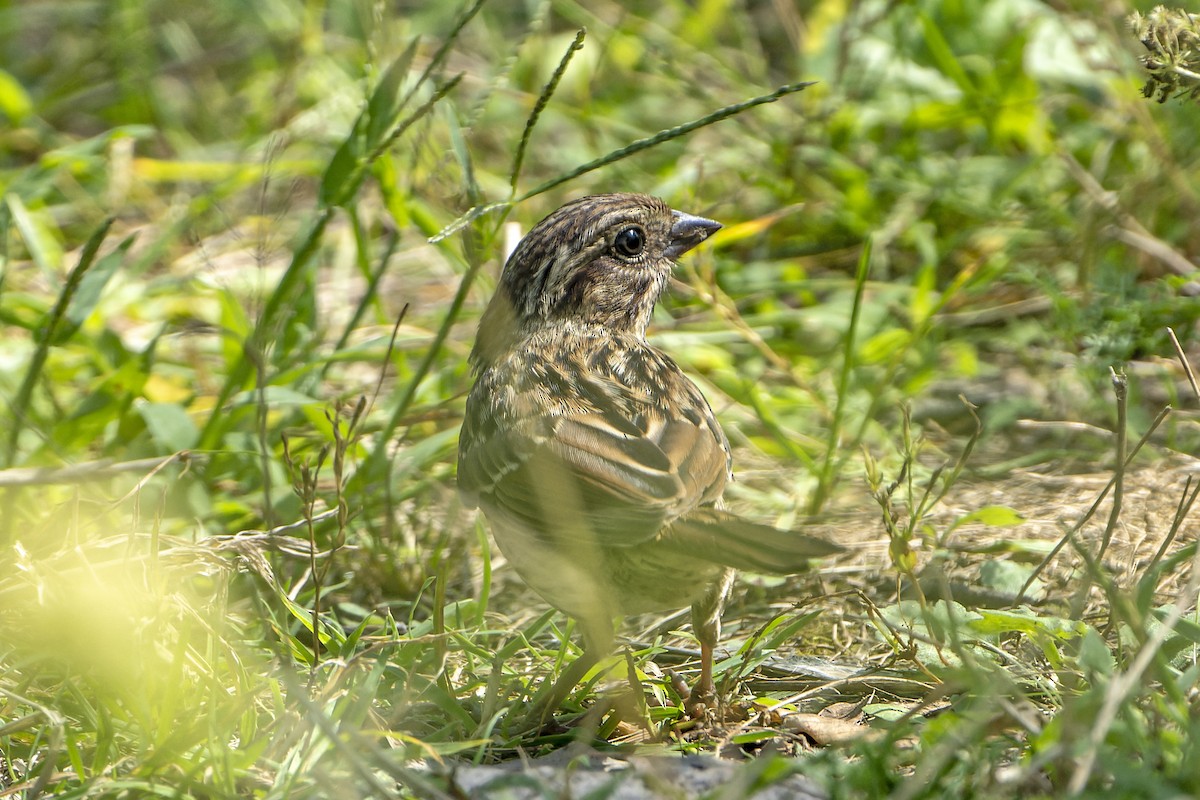 Passerellidae sp. (sparrow sp.) - ML480943211