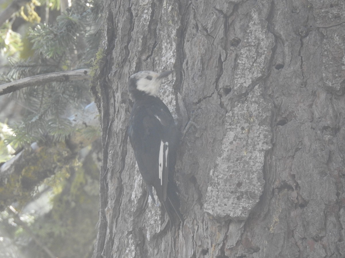 White-headed Woodpecker - ML480946551