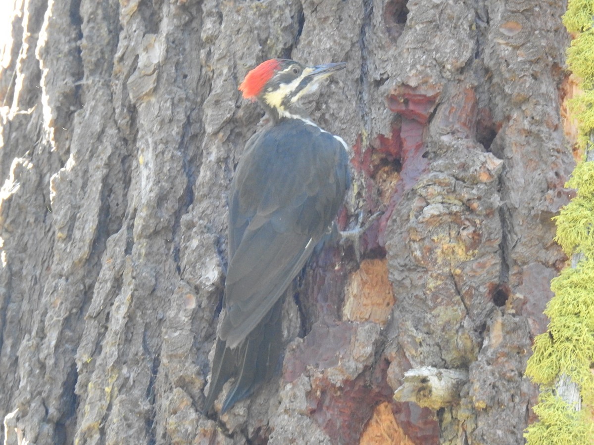 Pileated Woodpecker - ML480946591