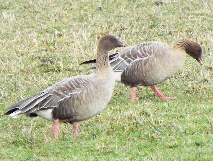Pink-footed Goose - ML48094661