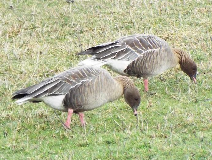 Pink-footed Goose - ML48094681