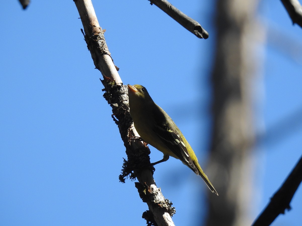 Western Tanager - ML480946941