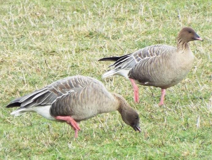 Pink-footed Goose - ML48094741