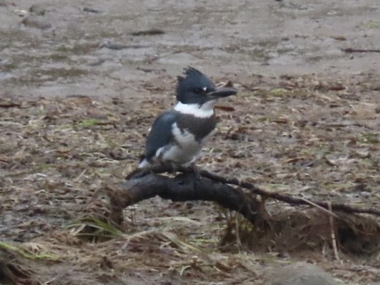 Belted Kingfisher - ML480948881