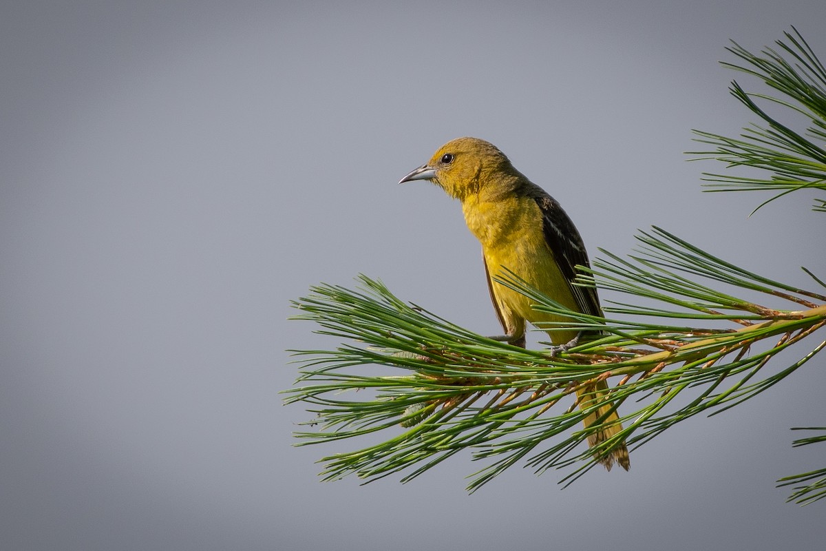 Orchard Oriole - ML480949411