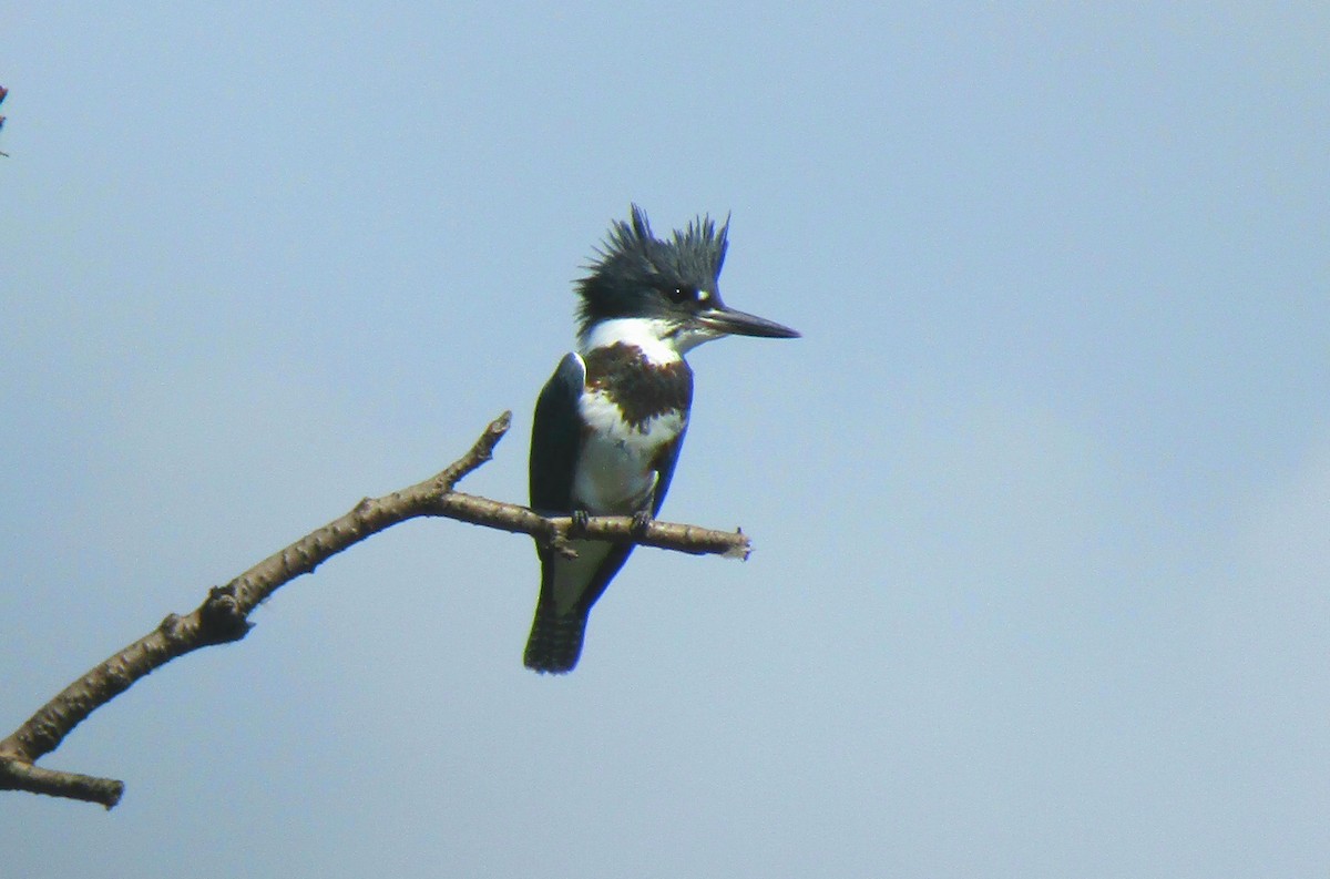 Belted Kingfisher - ML480955901