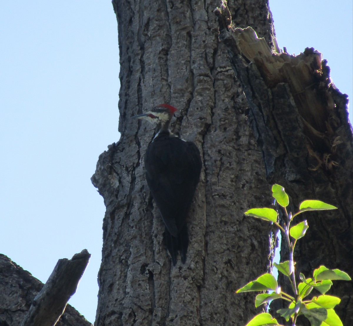 Pileated Woodpecker - Riley Fern