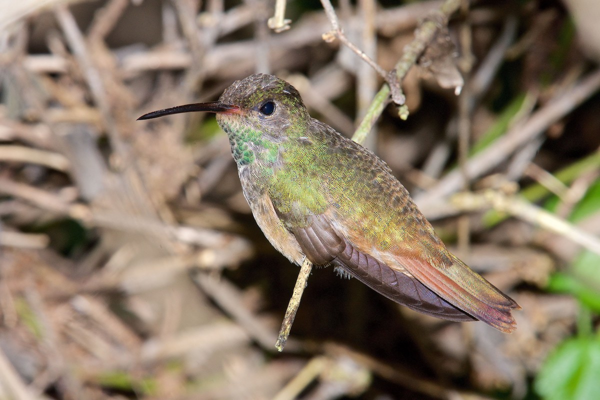 Buff-bellied Hummingbird - Harlan Stewart