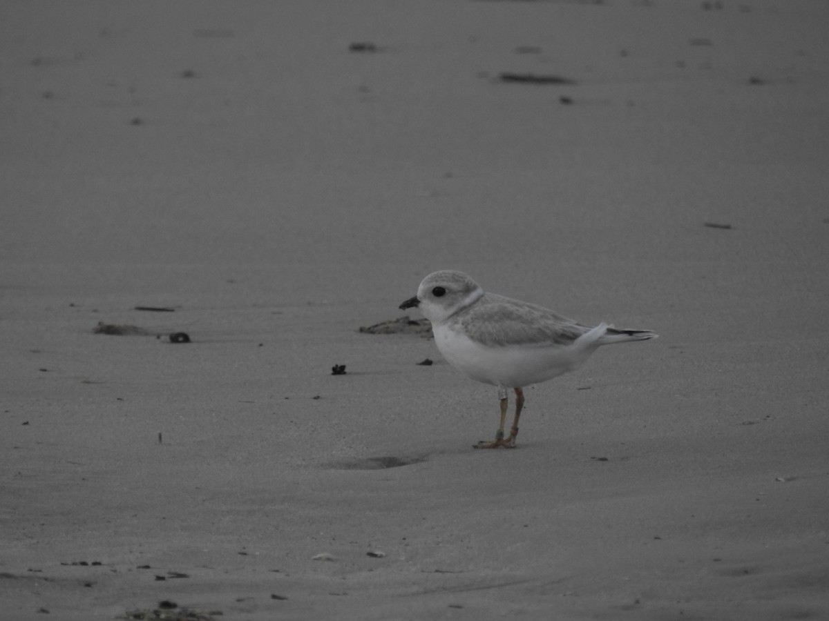 Piping Plover - ML480960841