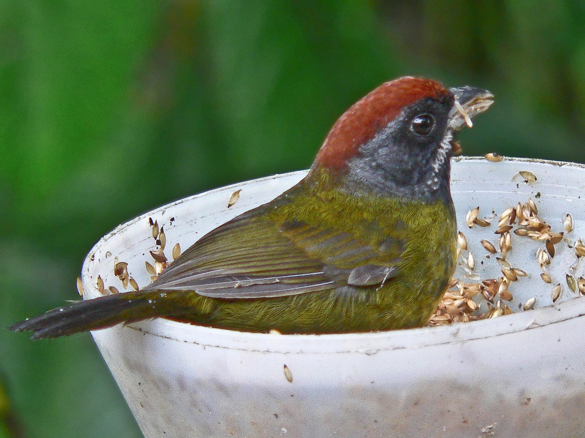 Sooty-faced Finch - ML480961491