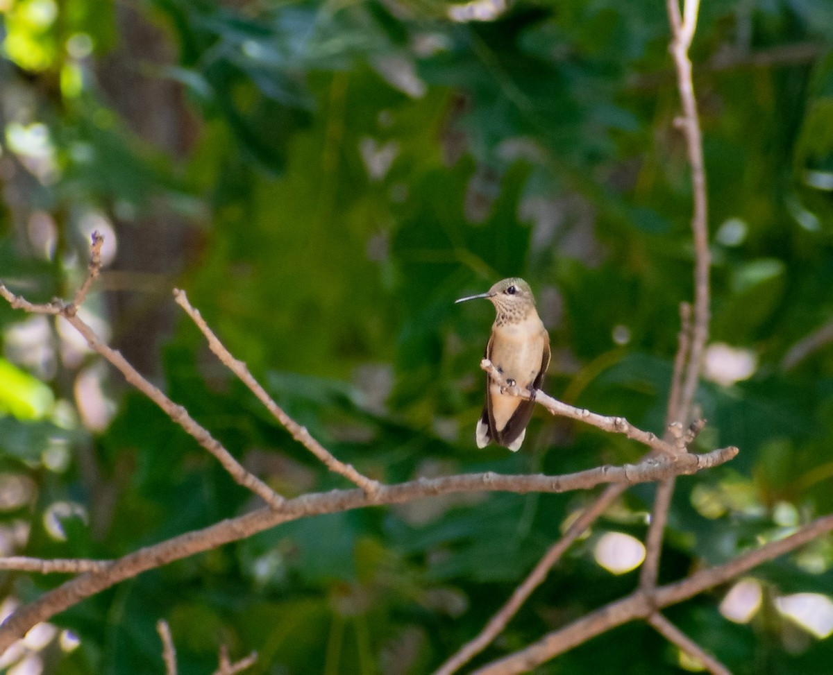 Calliope Hummingbird - ML480965311