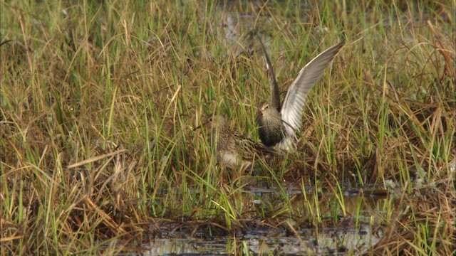  - Pectoral Sandpiper