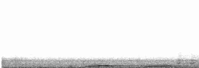 holub světlebřichý - ML480970661