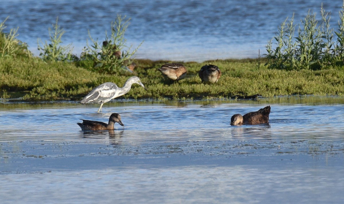 Green-winged Teal - ML480971981