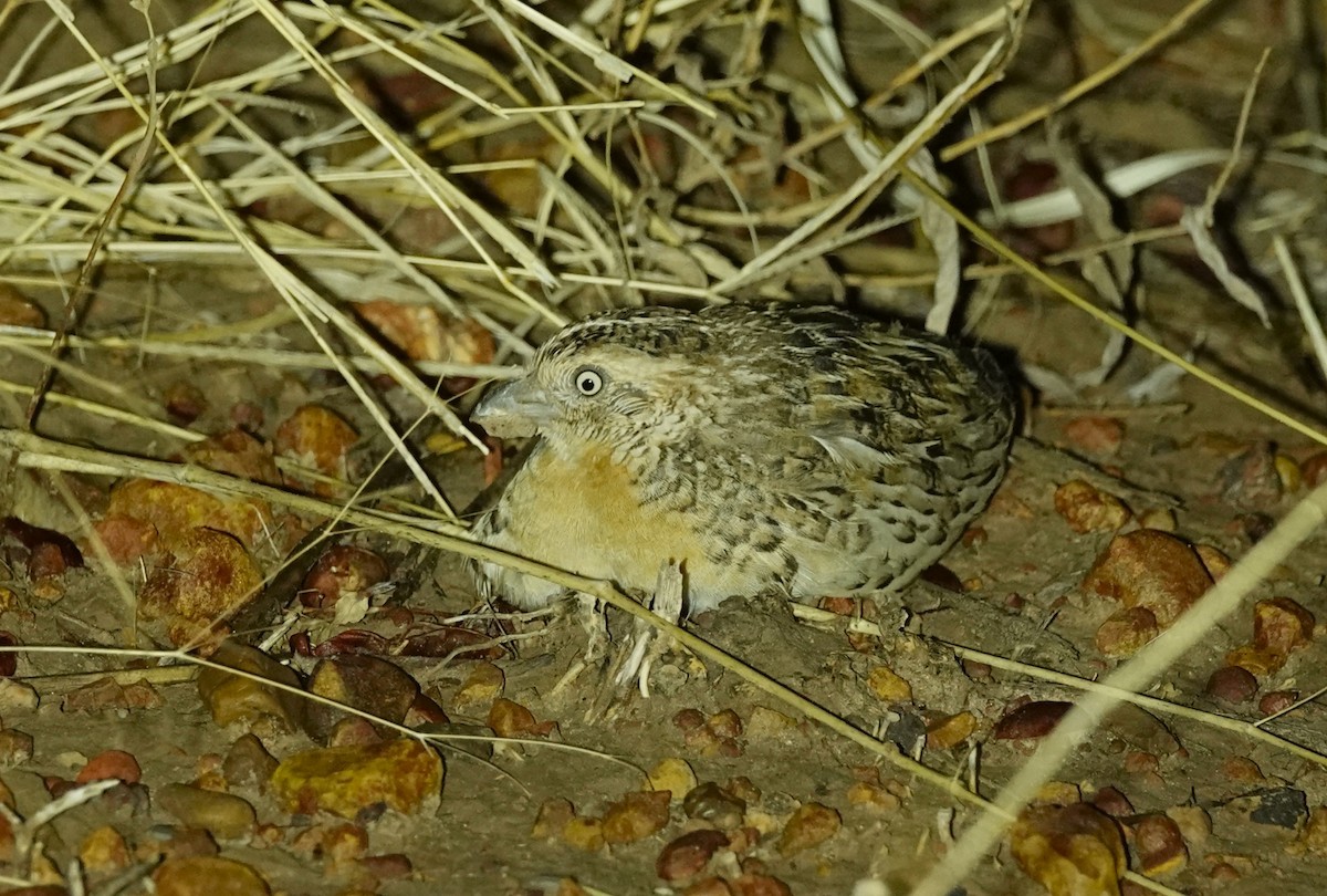 Red-chested Buttonquail - ML480977661