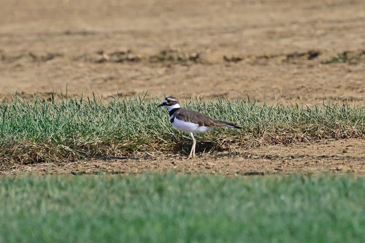 eBird Checklist 3 Sep 2022 Reeds Sod FarmAllentown Lakewood Rd