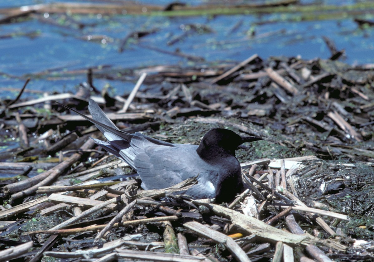 Black Tern - Roy Pilcher
