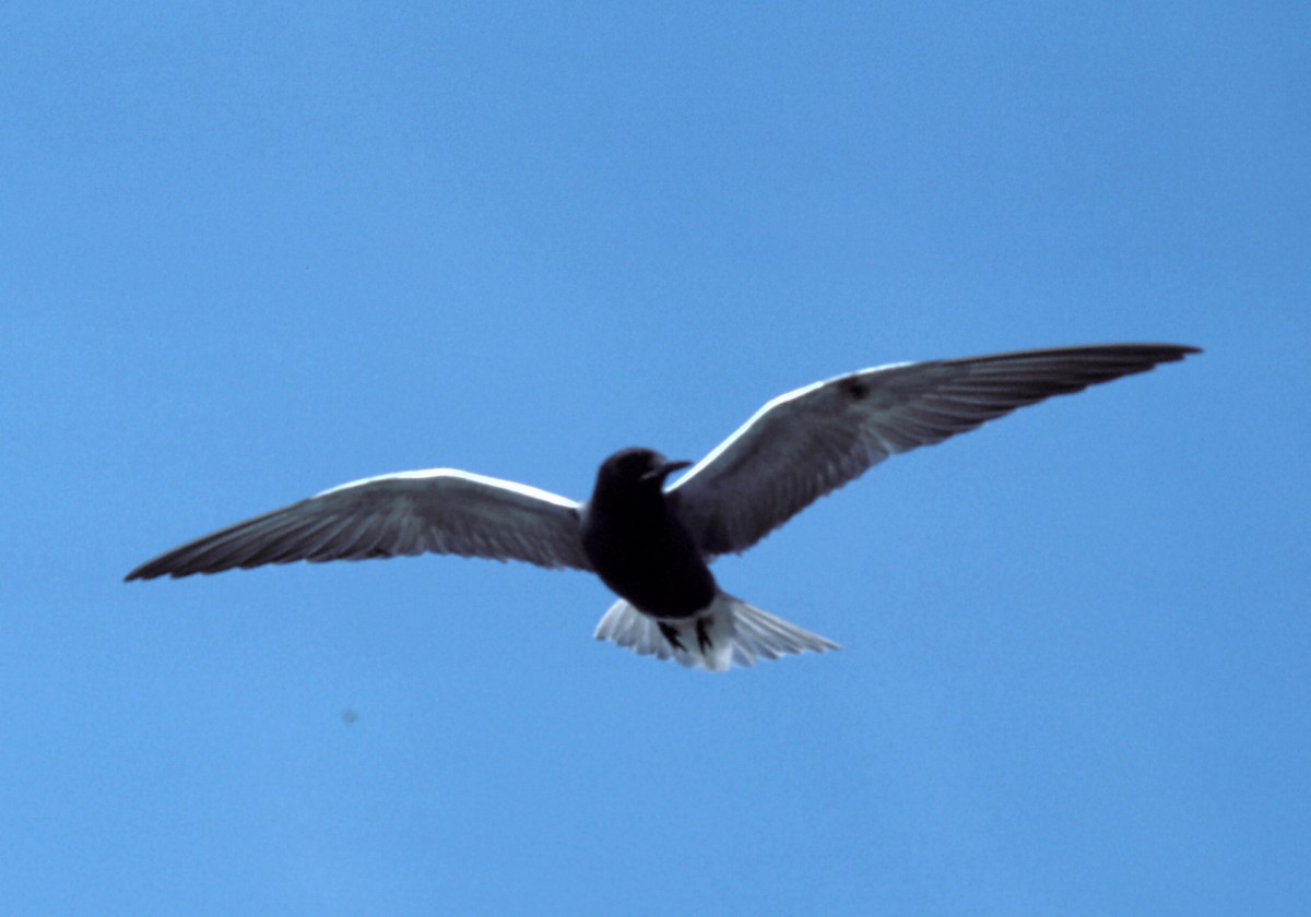 Black Tern - Roy Pilcher