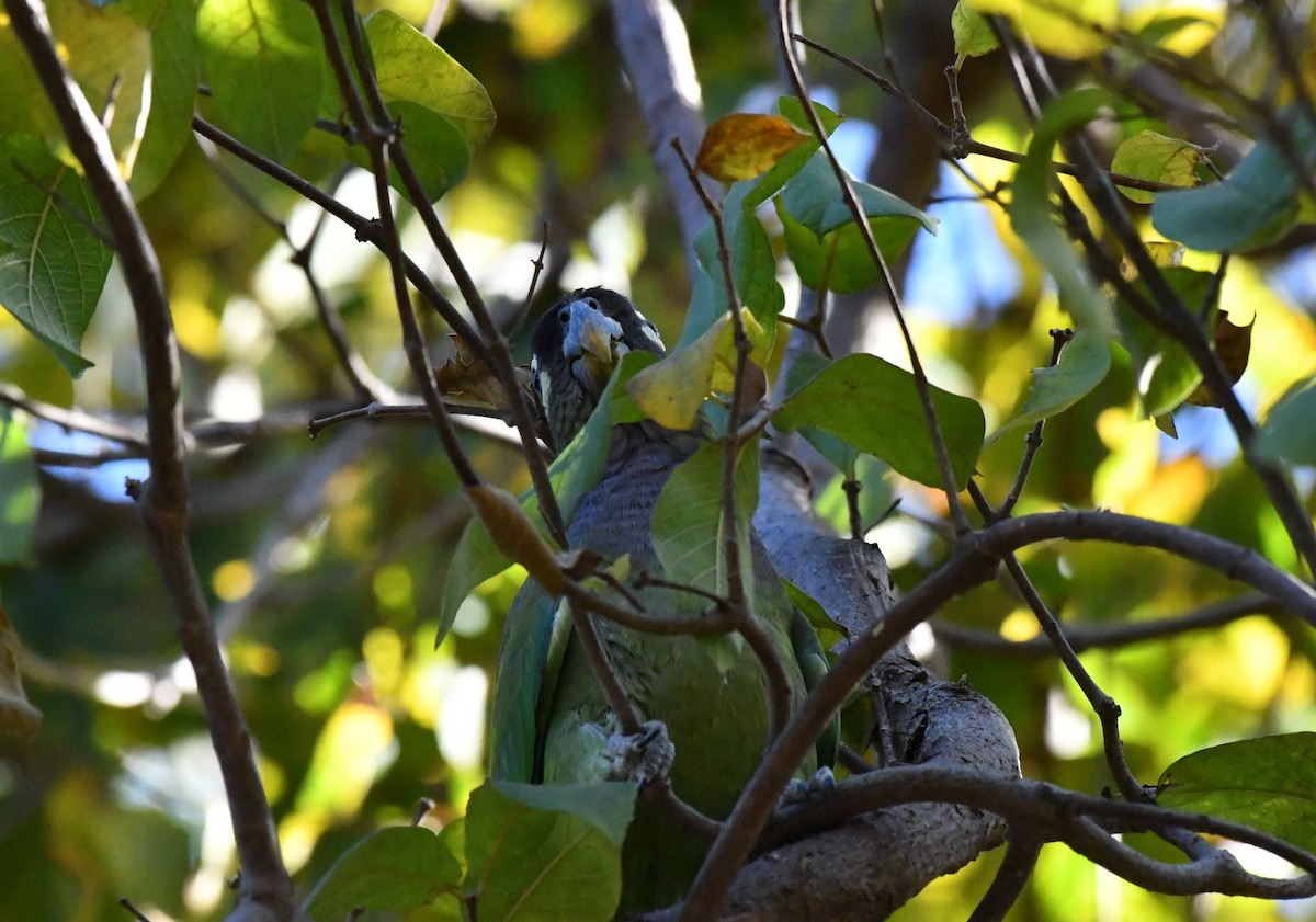 Scaly-headed Parrot - ML480986051