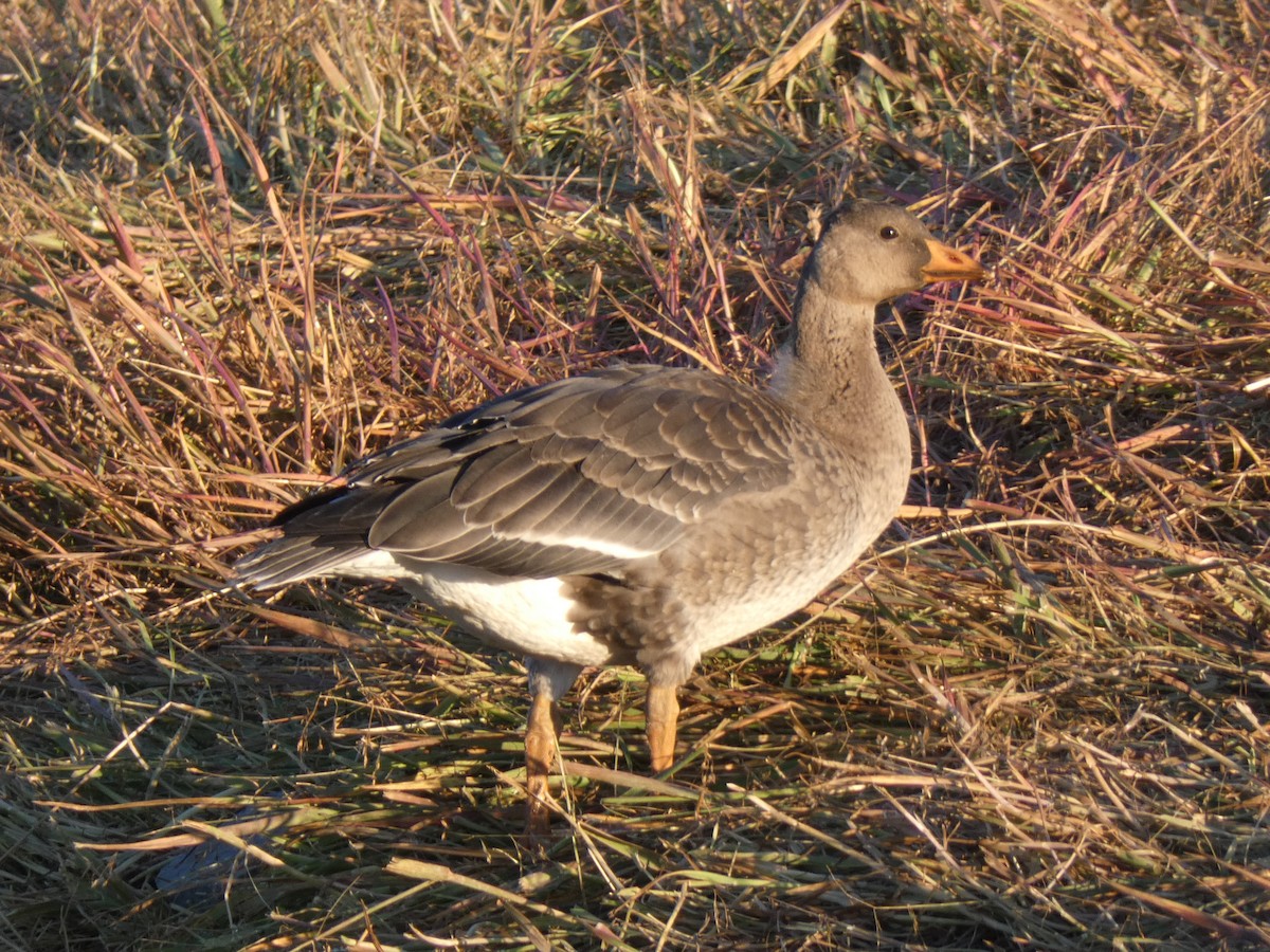 Greater White-fronted Goose - ML480986961