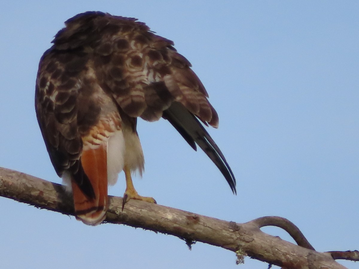 Red-tailed Hawk - ML480988401