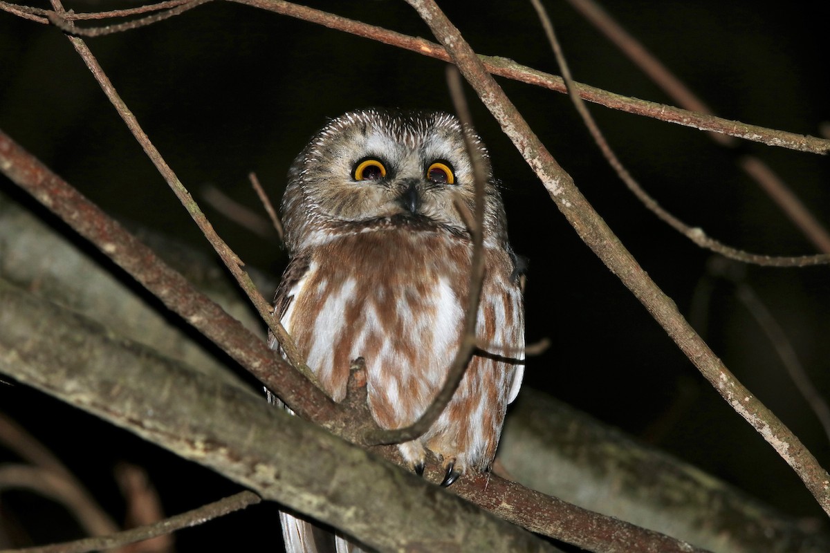 Northern Saw-whet Owl - Russell Hillsley