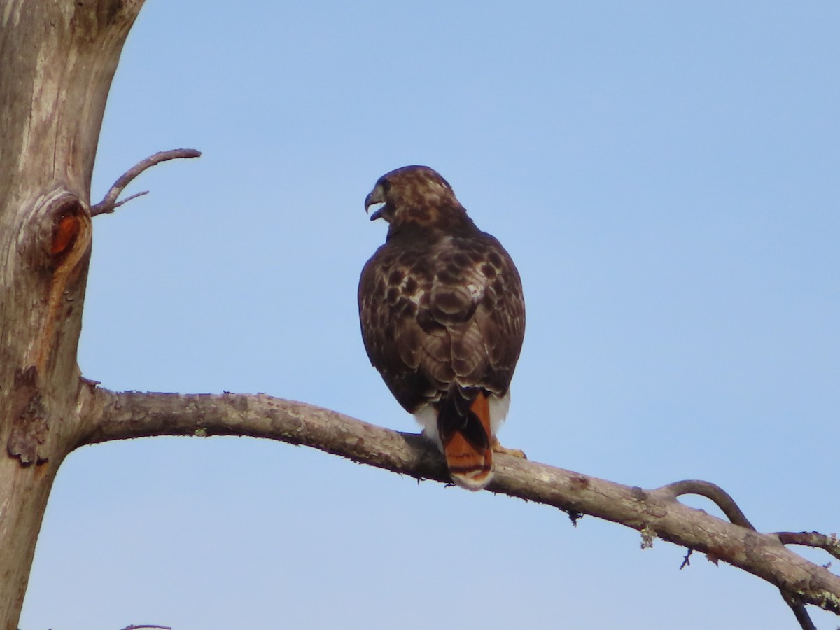 Red-tailed Hawk - ML480988411