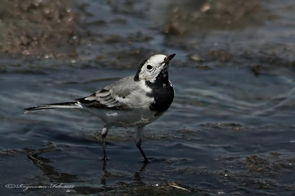 White Wagtail (White-faced) - ML480991101