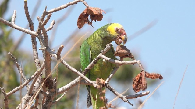 Yellow-faced Parrot - ML480991251