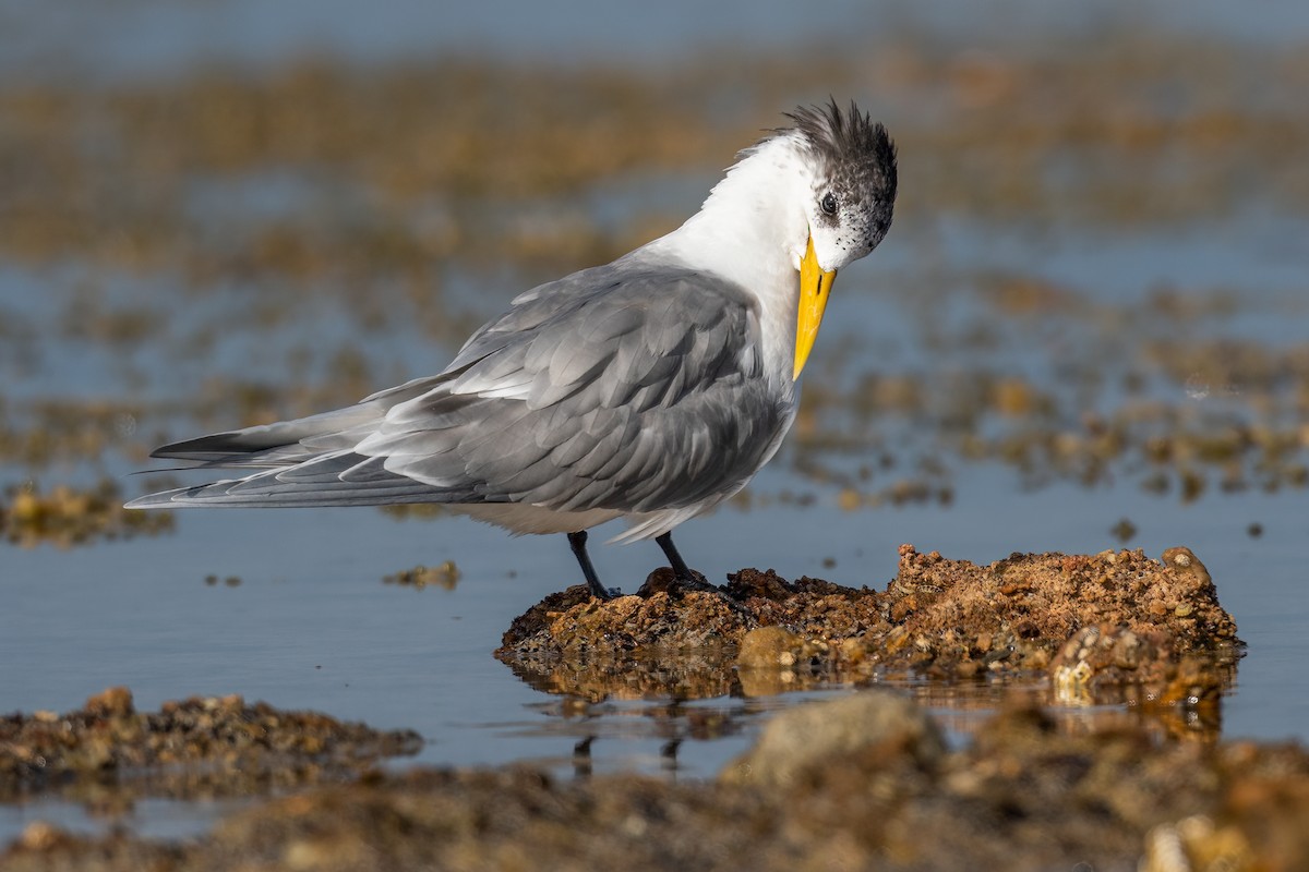 Great Crested Tern - ML480992061