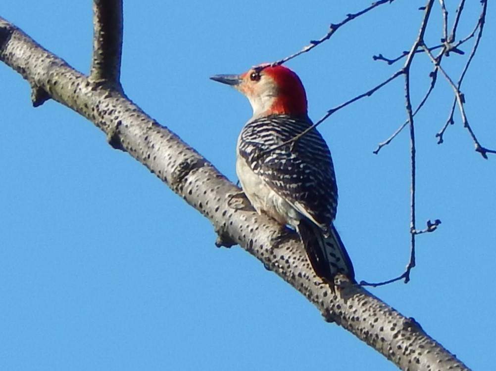 Red-bellied Woodpecker - ML480992781