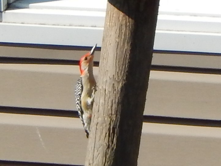 Red-bellied Woodpecker - Derek Hudgins