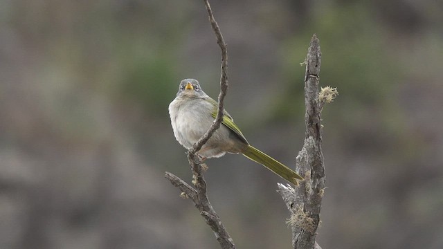 Pale-throated Pampa-Finch - ML480994121