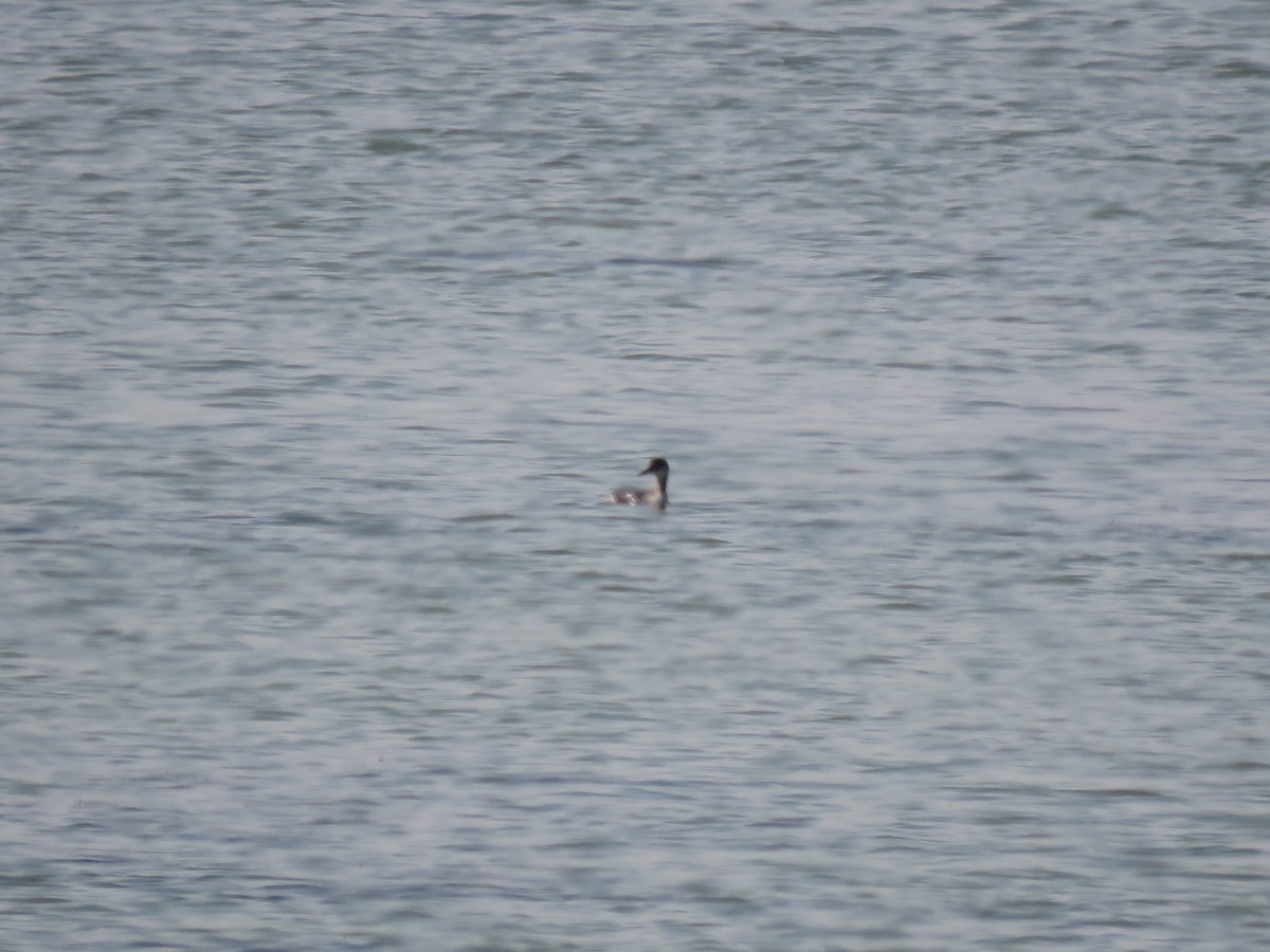 Red-necked Grebe - ML480994921