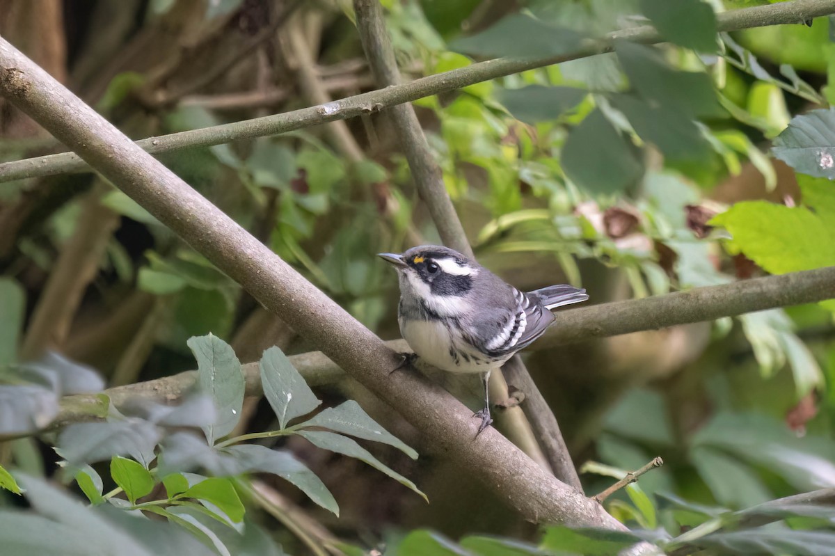 Black-throated Gray Warbler - Kalvin Chan