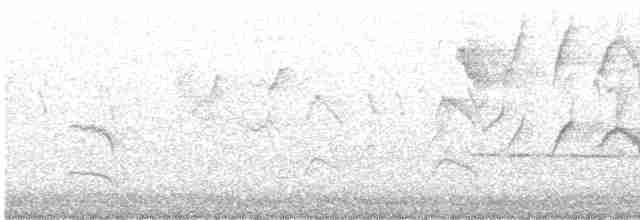 svarthakehonningeter - ML481001511