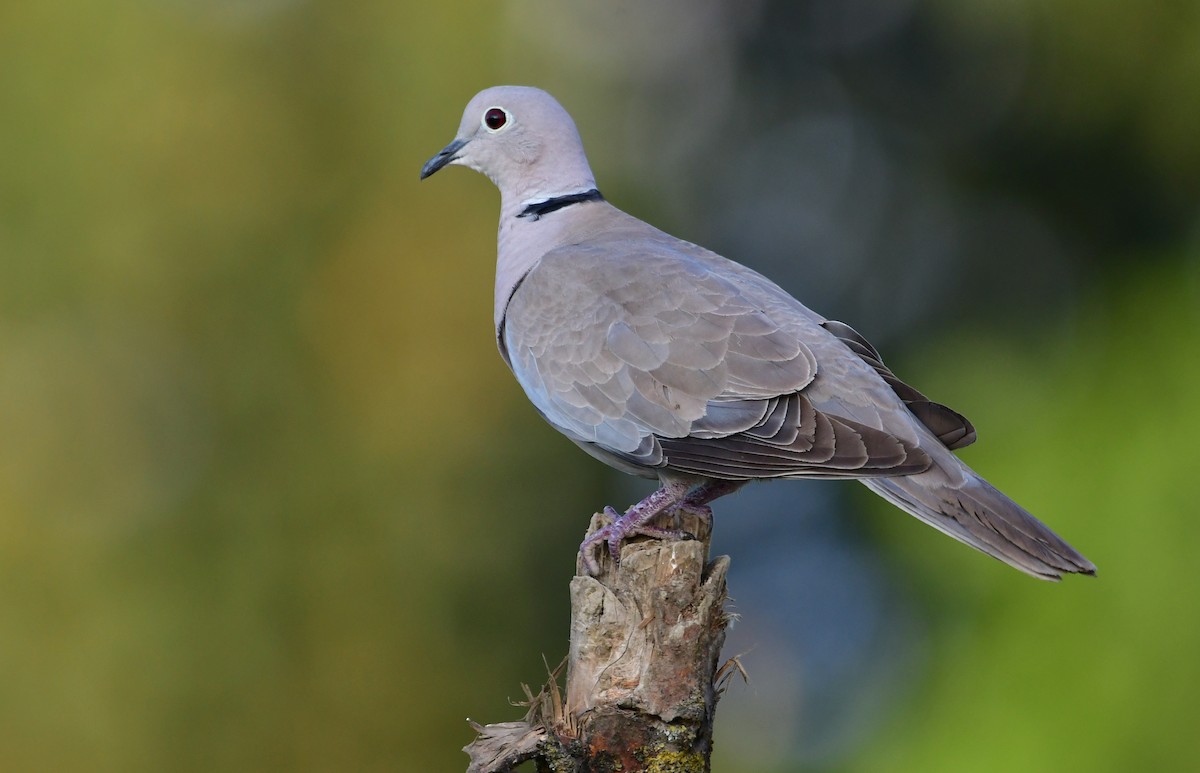 Eurasian Collared-Dove - Reyan sofi