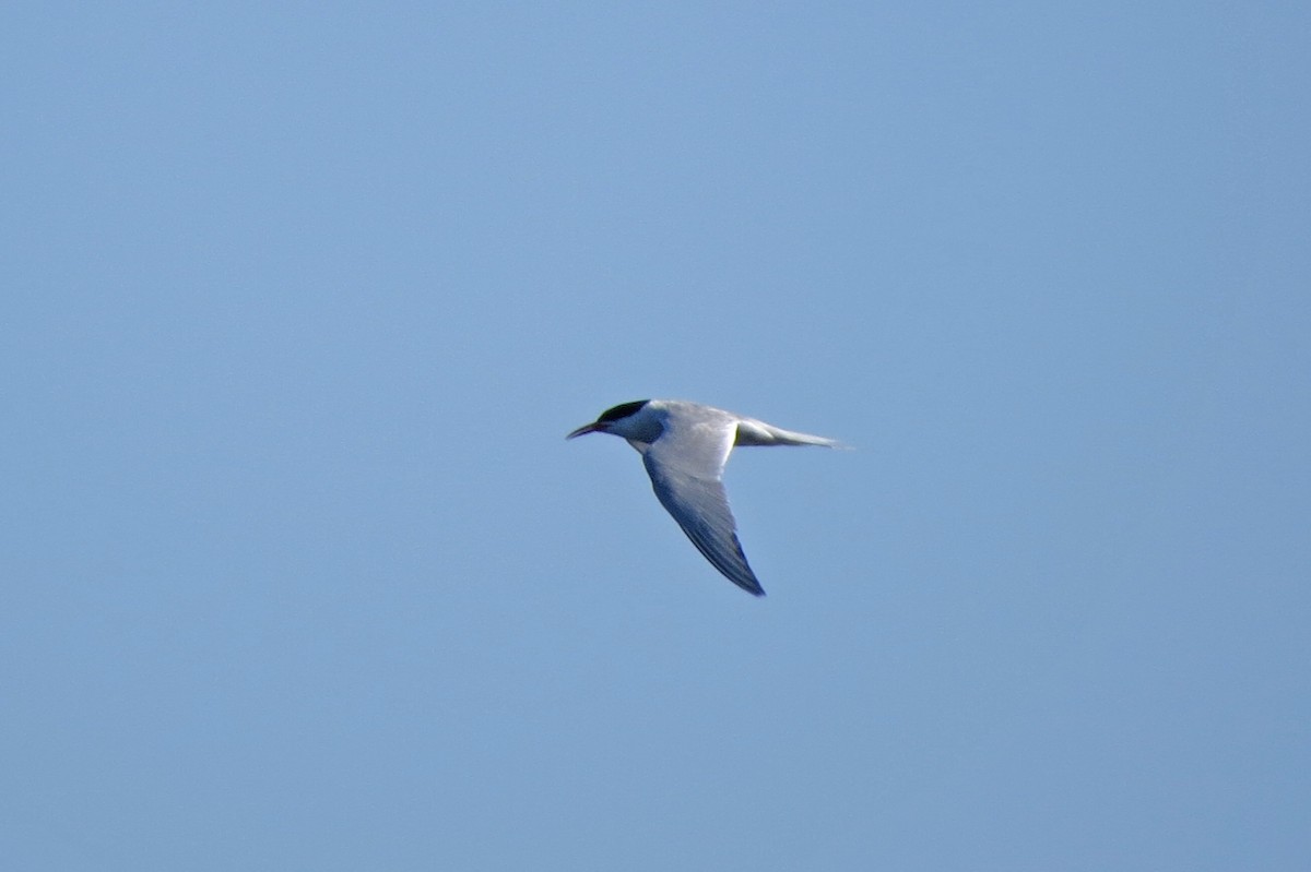 South American Tern - ML48101081
