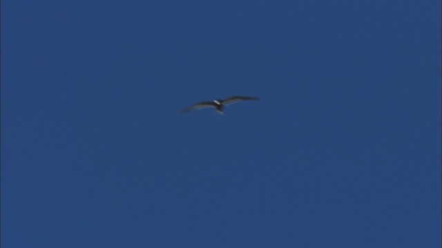 Arctic Tern - ML481011