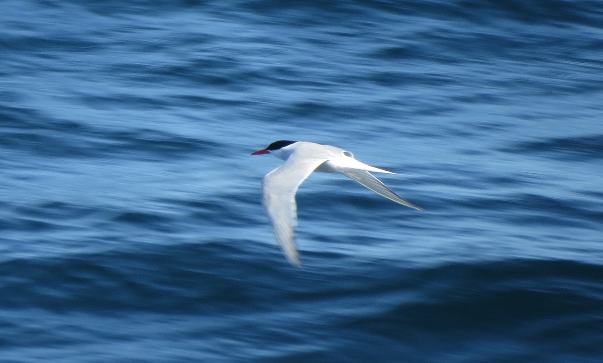 South American Tern - ML48101101