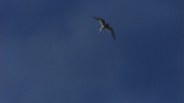 Arctic Tern - ML481012