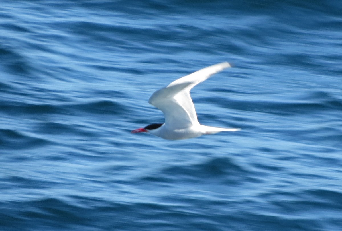 South American Tern - ML48101251