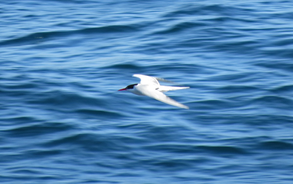 South American Tern - ML48101261