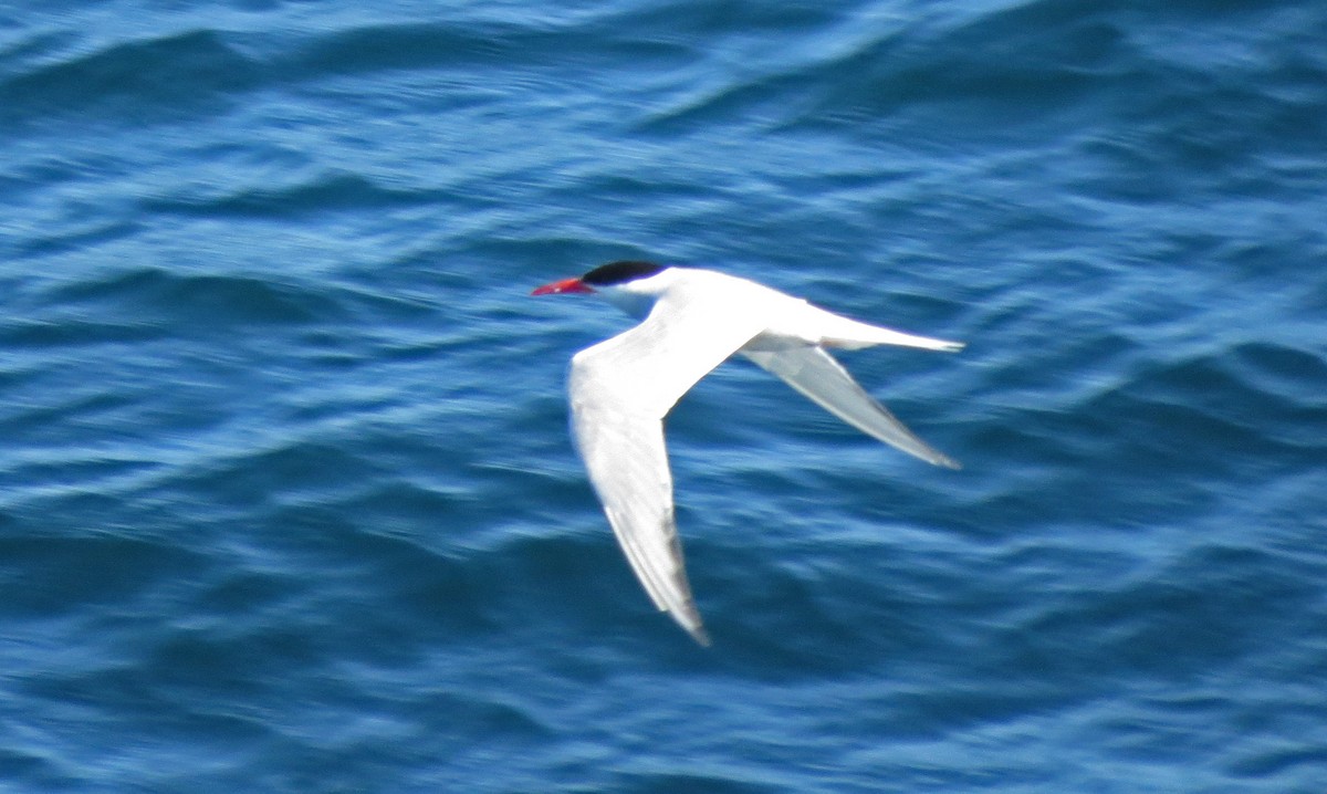 South American Tern - ML48101271