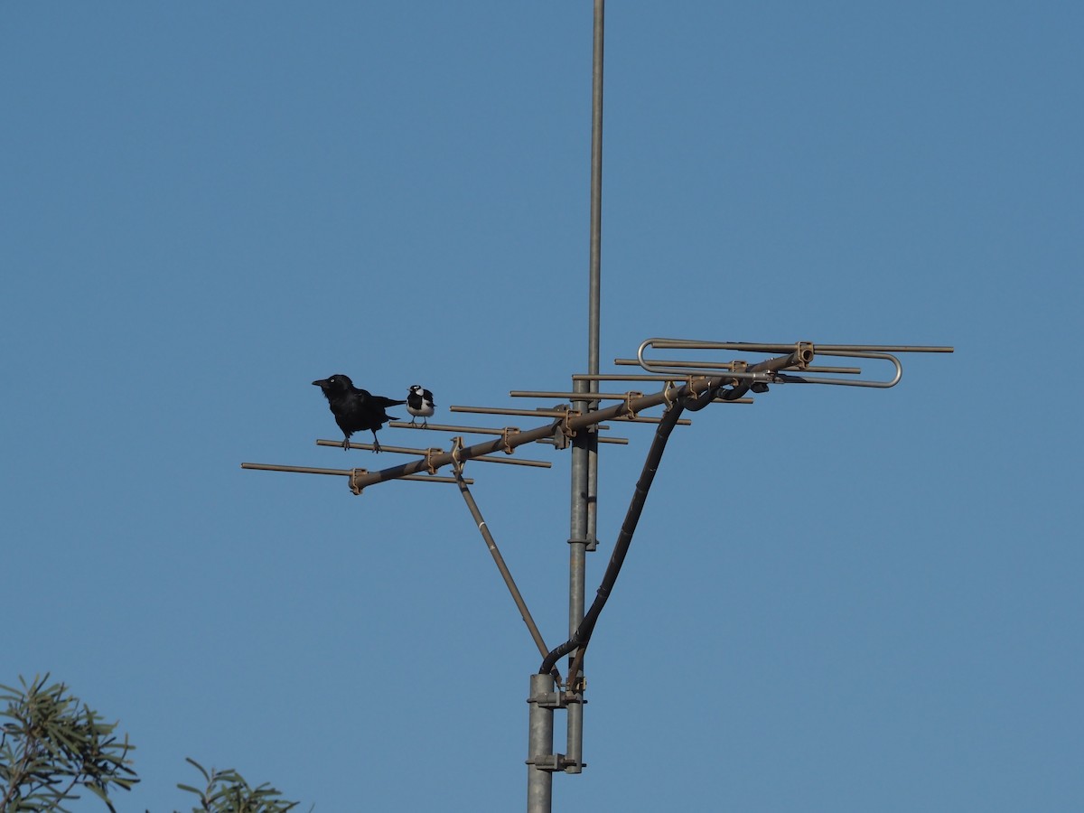 Australian Raven - ML481014381