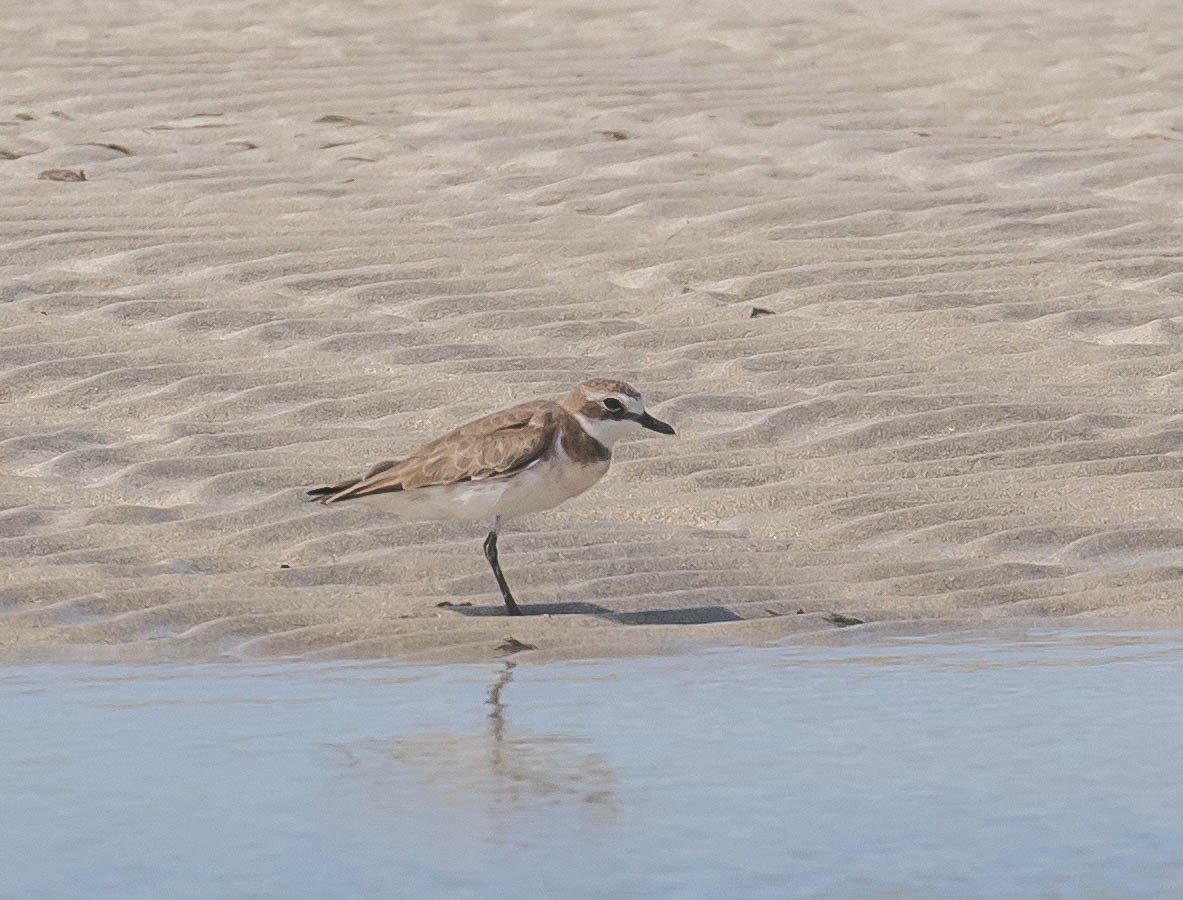 Siberian Sand-Plover - Louise Summerhayes