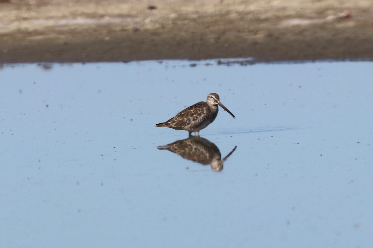 Long-billed Dowitcher - ML481017111