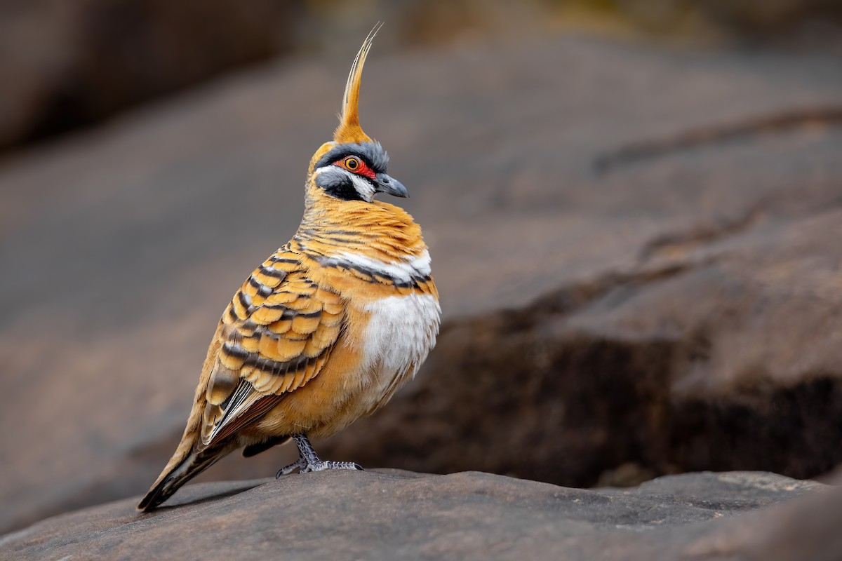 Spinifex Pigeon - ML481018011