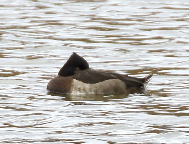 Tufted Duck - ML48101851